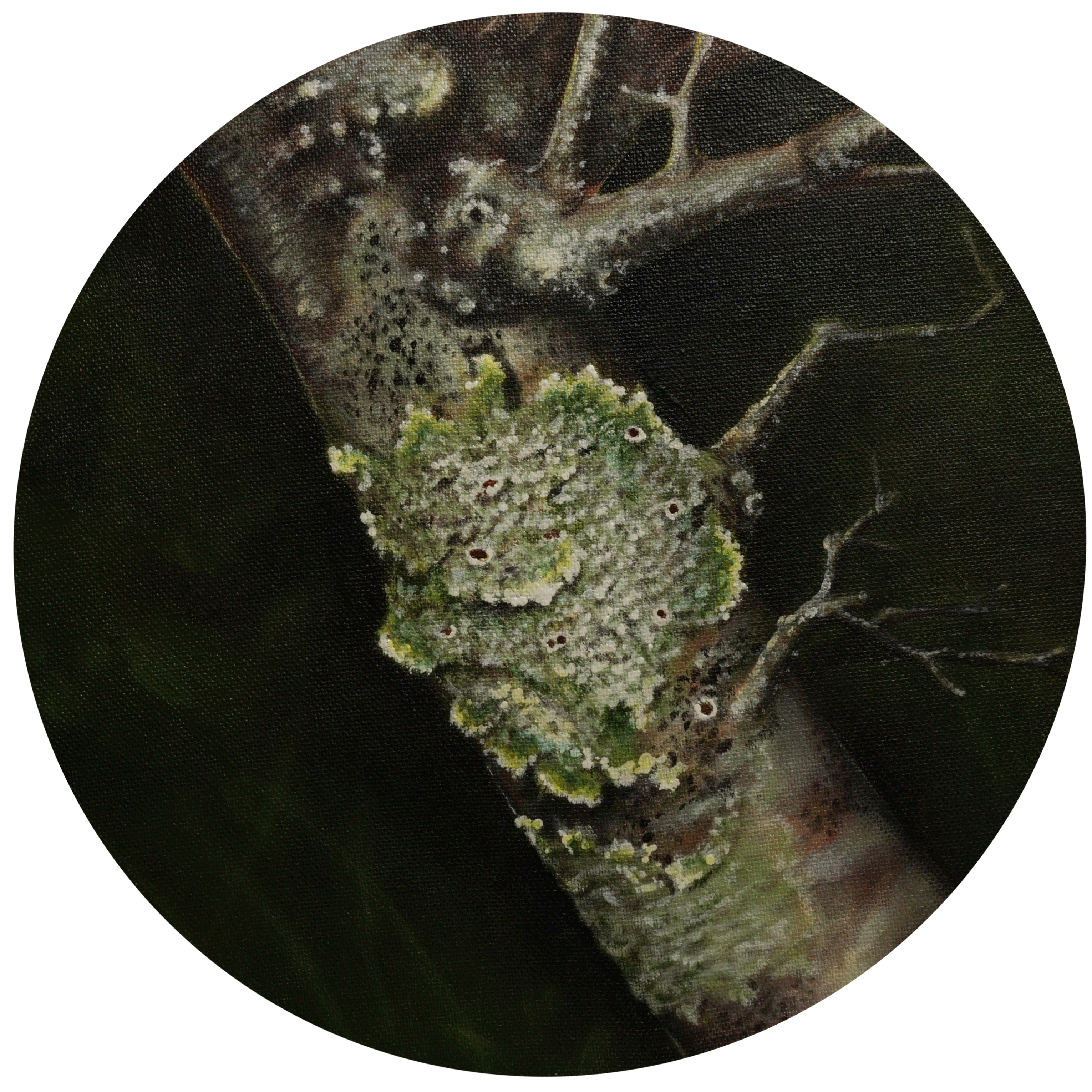 Lichen